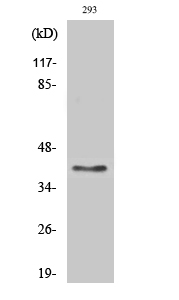 Fig1:; Western Blot analysis of various cells using GPR175 Polyclonal Antibody diluted at 1: 2000