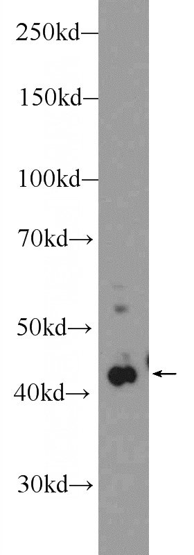 L02 cells were subjected to SDS PAGE followed by western blot with Catalog No:113677(PDGFRL Antibody) at dilution of 1:600