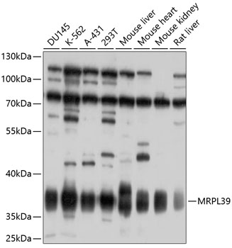 Western blot - MRPL39 Polyclonal Antibody 