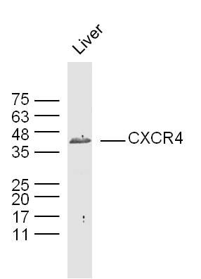 Fig2: Sample:liver(mouse) Lysate at 40 ug; Primary: Anti-CXCR4 at 1/300 dilution; Secondary: IRDye800CW Goat Anti-Rabbit IgG at 1/20000 dilution; Predicted band size: 40kD; Observed band size: 40kD