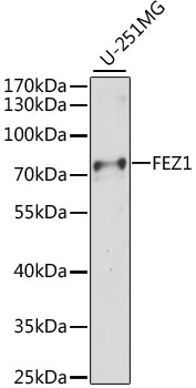 Western blot - FEZ1 Polyclonal Antibody 