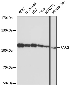 Western blot - PARG Polyclonal Antibody 