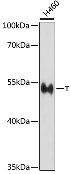 Western blot - T Polyclonal Antibody 