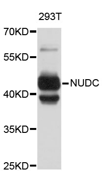 Western blot - NUDC Polyclonal Antibody 