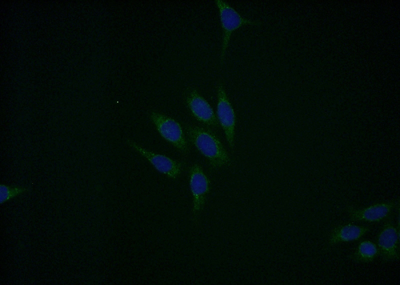 Immunofluorescent analysis of HeLa cells using Catalog No:110267(EIF5A Antibody) at dilution of 1:50 and Alexa Fluor 488-congugated AffiniPure Goat Anti-Rabbit IgG(H+L)