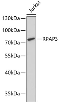 Western blot - RPAP3 Polyclonal Antibody 
