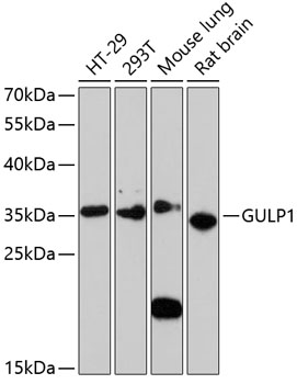 Western blot - GULP1 Polyclonal Antibody 