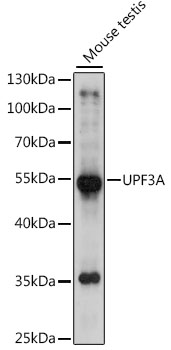 Western blot - UPF3A Polyclonal Antibody 