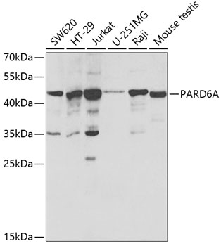 Western blot - PARD6A Polyclonal Antibody 