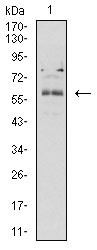 Fig3: Western blot analysis of BTN2A2 against K562 (1) cell lysate. Proteins were transferred to a PVDF membrane and blocked with 5% BSA in PBS for 1 hour at room temperature. The primary antibody ( 1/500) was used in 5% BSA at room temperature for 2 hours. Goat Anti-Mouse IgG - HRP Secondary Antibody at 1:5,000 dilution was used for 1 hour at room temperature.