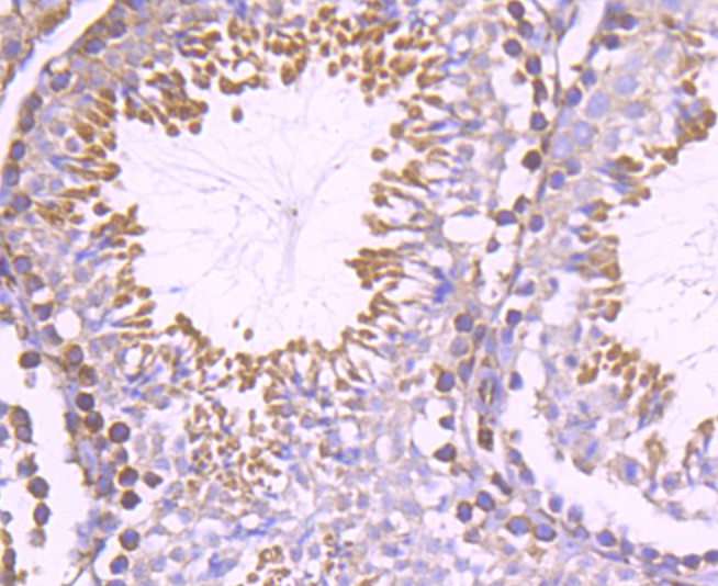 Fig8:; Immunohistochemical analysis of paraffin-embedded mouse testis tissue using anti-Nogo antibody. The section was pre-treated using heat mediated antigen retrieval with Tris-EDTA buffer (pH 9.0) for 20 minutes.The tissues were blocked in 1% BSA for 30 minutes at room temperature, washed with ddH; 2; O and PBS, and then probed with the primary antibody ( 1/50) for 30 minutes at room temperature. The detection was performed using an HRP conjugated compact polymer system. DAB was used as the chromogen. Tissues were counterstained with hematoxylin and mounted with DPX.