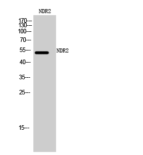 Fig1:; Western Blot analysis of mouse cells using NDR2 Polyclonal Antibody