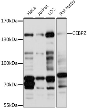 Western blot - CEBPZ Polyclonal Antibody 