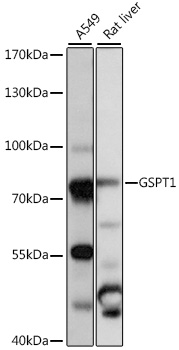 Western blot - GSPT1 Polyclonal Antibody 