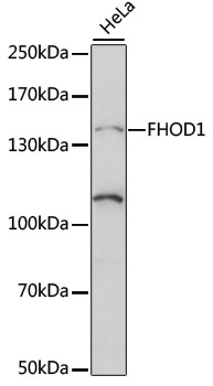Western blot - FHOD1 Polyclonal Antibody 