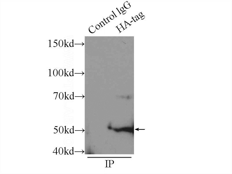 IP Result of anti-HA-tag (IP:Catalog No:117324, 3ug; Detection:Catalog No:117324 1:2000) with Transfected HEK-293 cells lysate 500ug.