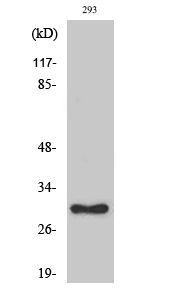 Western Blot analysis of various cells using Ribosomal Protein L7 Polyclonal Antibody diluted at 1:2000