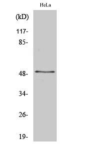 Fig1:; Western Blot analysis of various cells using ZNF436 Polyclonal Antibody. Secondary antibody（catalog#: HA1001) was diluted at 1:20000 cells nucleus extracted by Minute TM Cytoplasmic and Nuclear Fractionation kit (SC-003,Inventbiotech,MN,USA).