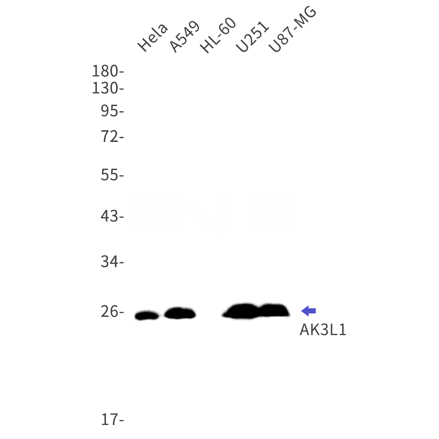 Western blot detection of AK3L1 in Hela,A549,HL-60,U251,U87-MG cell lysates using AK3L1 Rabbit mAb(1:1000 diluted).Predicted band size:25kDa.Observed band size:25kDa.