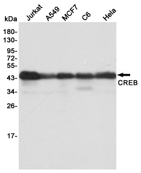 Anti-CREB (1E9) Mouse antibody