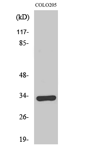 Fig1:; Western Blot analysis of various cells using Olfactory receptor 1B1 Polyclonal Antibody