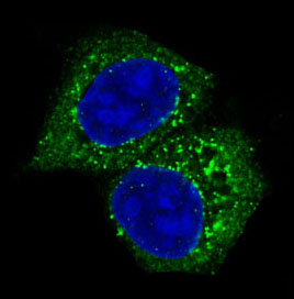 Immunofluorescent analysis of MCF-7 cells, using AKT Antibody.