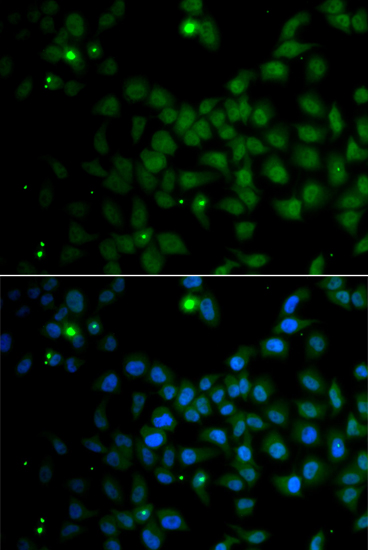Immunofluorescence - SMAD9 Polyclonal Antibody 