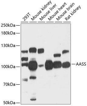 Western blot - AASS Polyclonal Antibody 