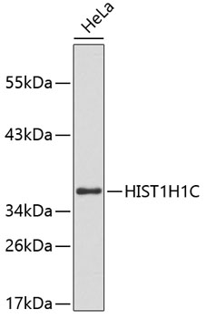 Western blot - HIST1H1C Polyclonal Antibody 
