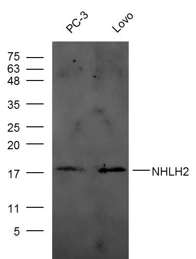 Fig1: Sample:; PC-3 (human)cell Lysate at 40 ug; Lovo (human)cell Lysate at 40 ug; Primary: Anti- NHLH2 at 1/300 dilution; Secondary: IRDye800CW Goat Anti-Rabbit IgG at 1/20000 dilution; Predicted band size: 15 kD; Observed band size: 18 kD