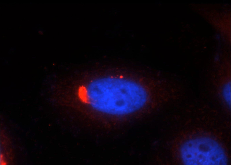 Immunofluorescent analysis of HepG2 cells, using NUCB1 antibody Catalog No:113408 at 1:50 dilution and Rhodamine-labeled goat anti-rabbit IgG (red). Blue pseudocolor = DAPI (fluorescent DNA dye).
