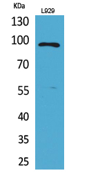 Fig1:; Western Blot analysis of L929 cells using MACC1 Polyclonal Antibody.. Secondary antibody（catalog#: HA1001) was diluted at 1:20000