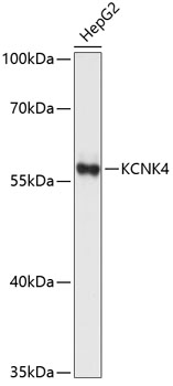 Western blot - KCNK4 Polyclonal Antibody 