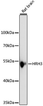 Western blot - HRH3 Polyclonal Antibody 