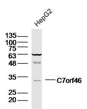 Fig1: Sample:HepG2 (Human)Cell Lysate at 40 ug; Primary: Anti-C7orf46 at 1/300 dilution; Secondary: IRDye800CW Goat Anti-RabbitIgG at 1/20000 dilution; Predicted band size: 33kD; Observed band size: 33kD