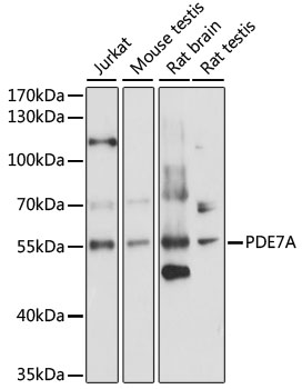 Western blot - PDE7A Polyclonal Antibody 
