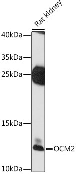 Western blot - OCM2 Polyclonal Antibody 
