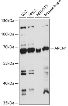 Western blot - ARCN1 Polyclonal Antibody 