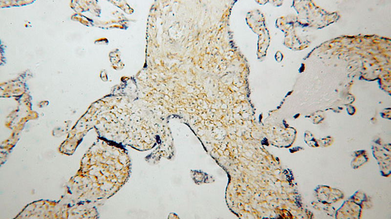 Immunohistochemical of paraffin-embedded human placenta using Catalog No:108539(BTD antibody) at dilution of 1:50 (under 10x lens)