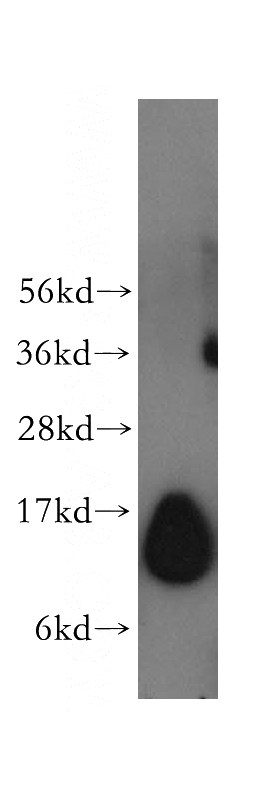 mouse testis tissue were subjected to SDS PAGE followed by western blot with Catalog No:115900(TCEB1 antibody) at dilution of 1:300