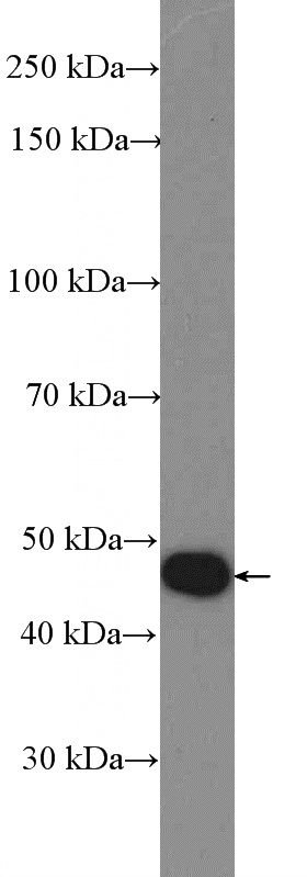 RAW 264.7 cells were subjected to SDS PAGE followed by western blot with Catalog No:115484(SNX6 Antibody) at dilution of 1:600