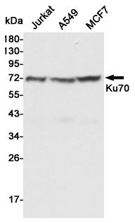 Western blot detection of Ku70 in Jurkat,A549 and MCF7 cell lysates using Ku70 mouse mAb (1:1000 diluted).Predicted band size:70KDa.Observed band size:70KDa.