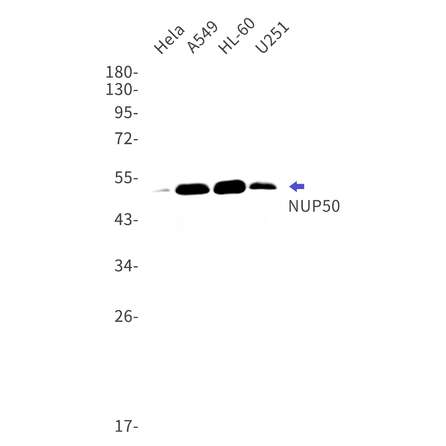 Western blot detection of NUP50 in Hela,A549,HL-60,U251 cell lysates using NUP50 Rabbit mAb(1:1000 diluted).Predicted band size:50kDa.Observed band size:50kDa.