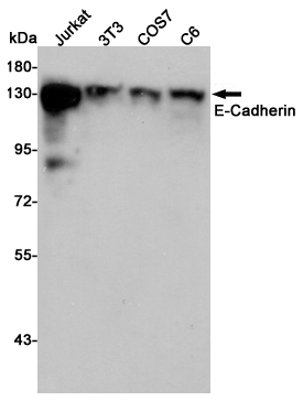Western blot detection of E-Cadherin in Jurkat,3T3,COS7 and C6 cell lysates using E-Cadherin rabbit pAb (1:1000 diluted).Predicted band size:135kDa.Observed band size:135kDa.