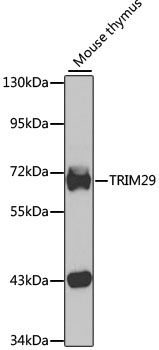 Western blot - TRIM29 Polyclonal Antibody 