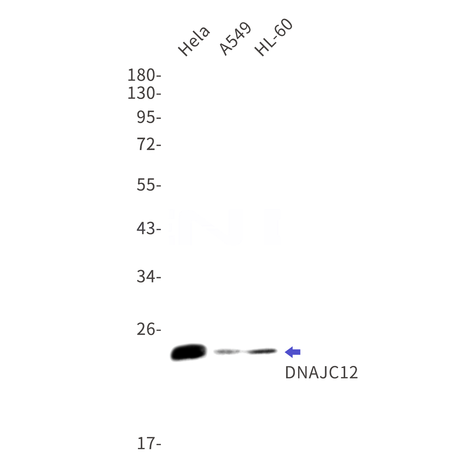 Western blot detection of DNAJC12 in Hela,A549,HL-60 cell lysates using DNAJC12 Rabbit mAb(1:1000 diluted).Predicted band size:23kDa.Observed band size:23kDa.