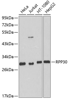 Western blot - RPP30 Polyclonal Antibody 