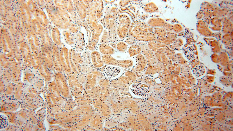 Immunohistochemical of paraffin-embedded human kidney using Catalog No:113518(OTUD7B antibody) at dilution of 1:50 (under 10x lens)