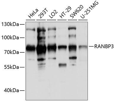 Western blot - RANBP3 Polyclonal Antibody 