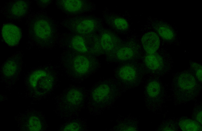 Immunofluorescent analysis of (10% Formaldehyde) fixed A431 cells using Catalog No:112372(MAF Antibody) at dilution of 1:50 and Alexa Fluor 488-congugated AffiniPure Goat Anti-Rabbit IgG(H+L)